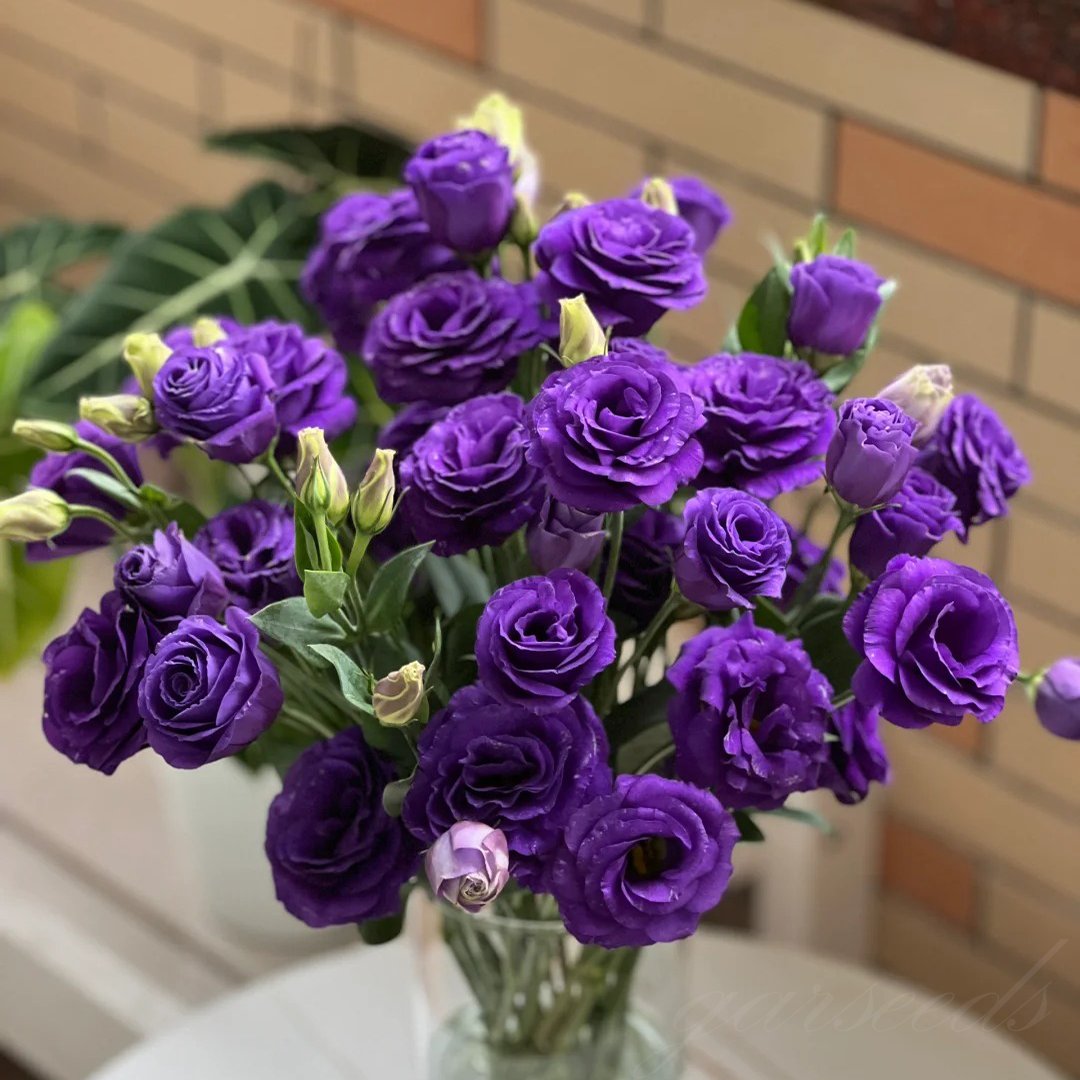 Nasiona eustomy bezkolcowej (100 szt.) 💐 Nasiona eustomy