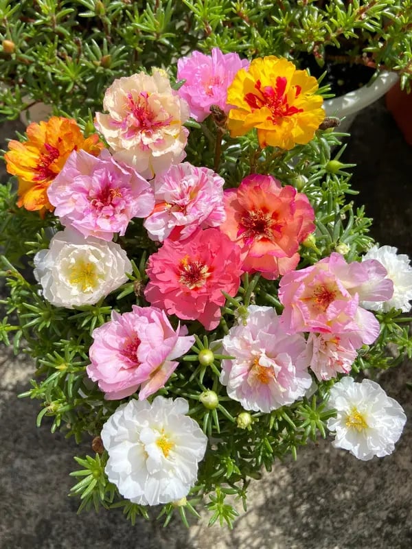 🌸Mieszanka nasion róży mchowej (1000 nasion) – 🌿Portulaka/Róża słoneczna