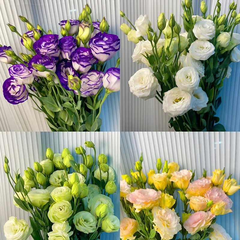 Nasiona eustomy bezkolcowej (100 szt.) 💐 Nasiona eustomy