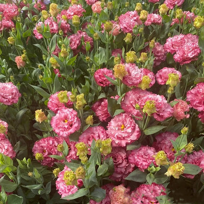 Nasiona eustomy bezkolcowej (100 szt.) 💐 Nasiona eustomy