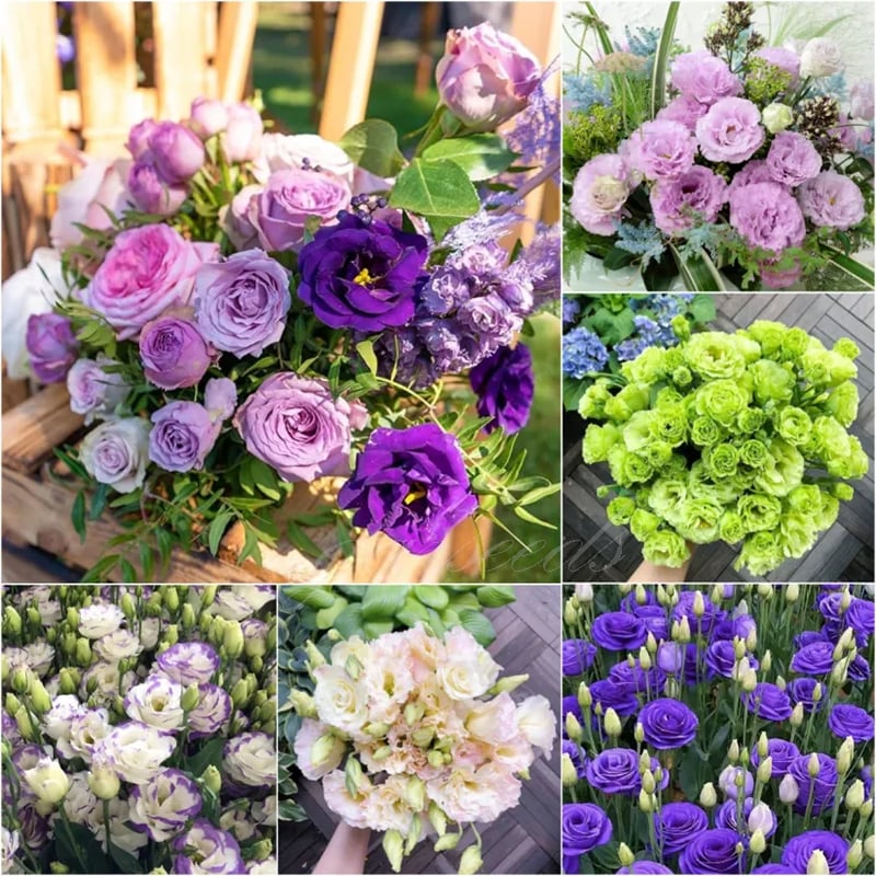 Nasiona eustomy bezkolcowej (100 szt.) 💐 Nasiona eustomy