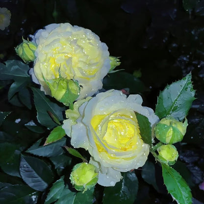 Nasiona eustomy bezkolcowej (100 szt.) 💐 Nasiona eustomy