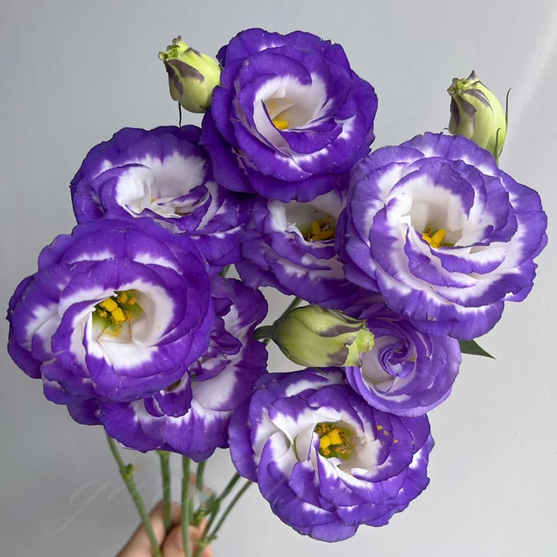 Nasiona eustomy bezkolcowej (100 szt.) 💐 Nasiona eustomy