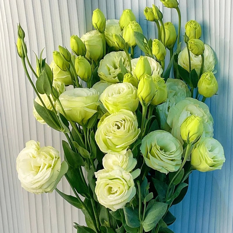 Nasiona eustomy bezkolcowej (100 szt.) 💐 Nasiona eustomy