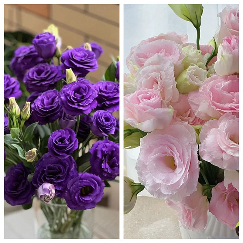 Nasiona eustomy bezkolcowej (100 szt.) 💐 Nasiona eustomy
