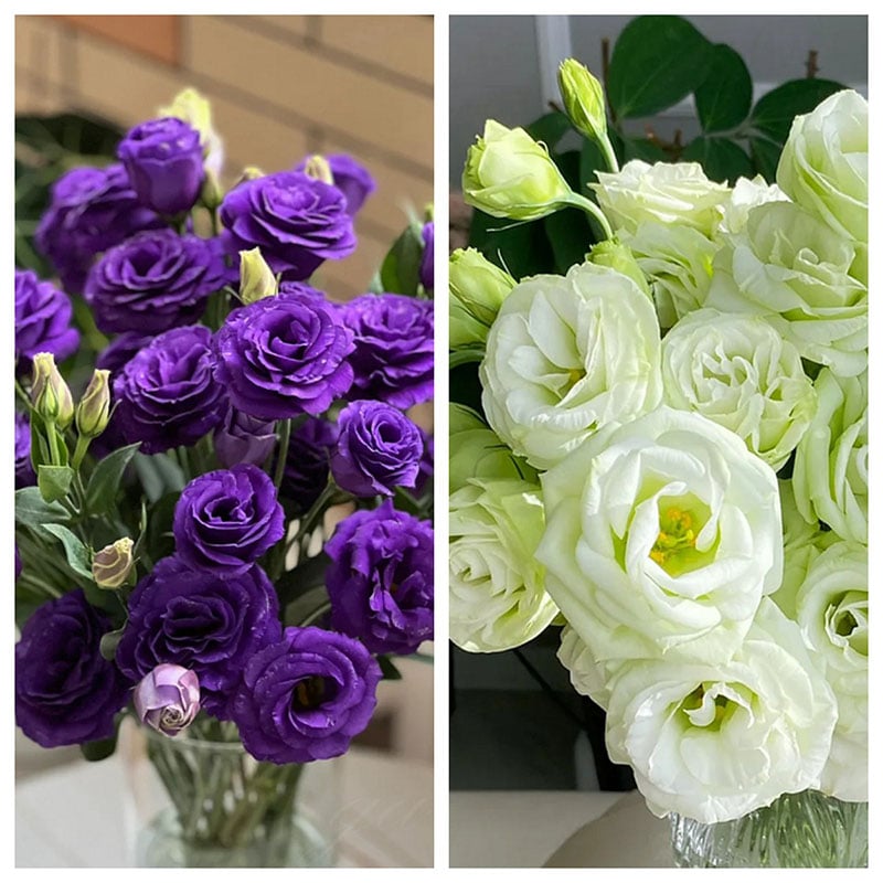 Nasiona eustomy bezkolcowej (100 szt.) 💐 Nasiona eustomy