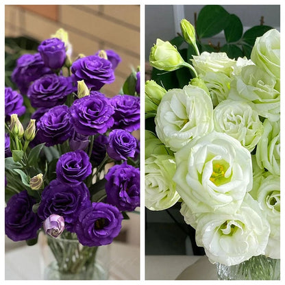 Nasiona eustomy bezkolcowej (100 szt.) 💐 Nasiona eustomy