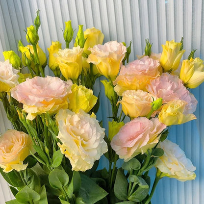 Nasiona eustomy bezkolcowej (100 szt.) 💐 Nasiona eustomy