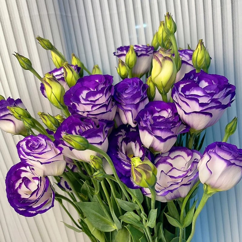 Nasiona eustomy bezkolcowej (100 szt.) 💐 Nasiona eustomy