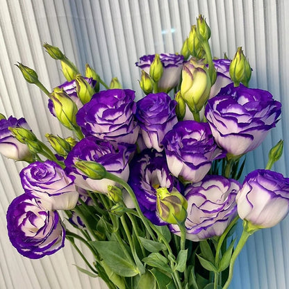 Nasiona eustomy bezkolcowej (100 szt.) 💐 Nasiona eustomy