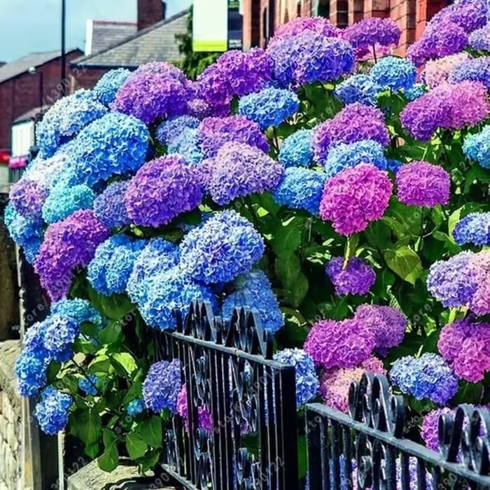 🌈 Hortensja – Mix kolorów nasion (60 szt.) | Piękna i mrozoodporna roślina wieloletnia