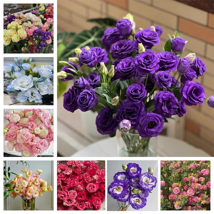 Nasiona eustomy bezkolcowej (100 szt.) 💐 Nasiona eustomy