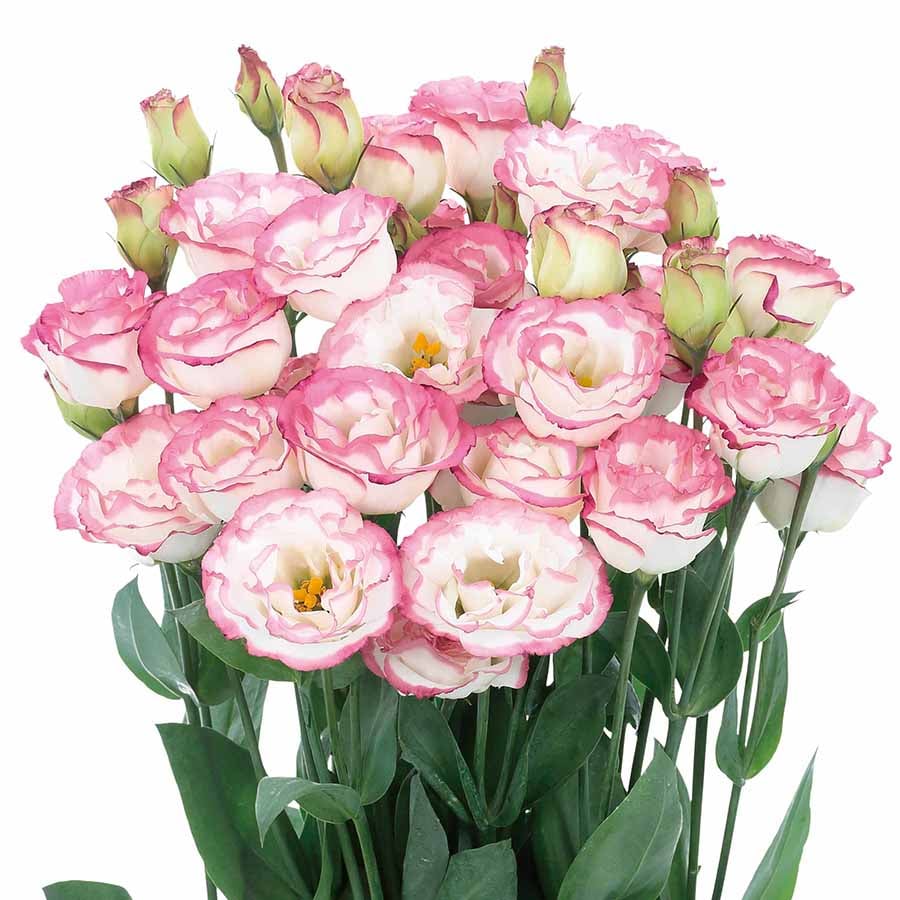 Nasiona eustomy bezkolcowej (100 szt.) 💐 Nasiona eustomy