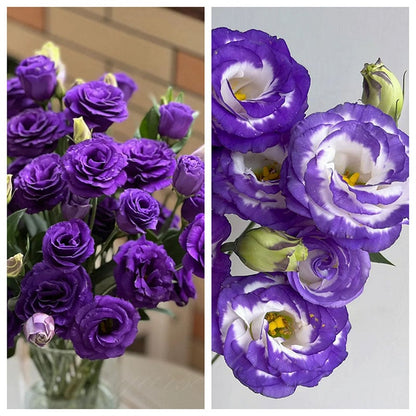 Nasiona eustomy bezkolcowej (100 szt.) 💐 Nasiona eustomy