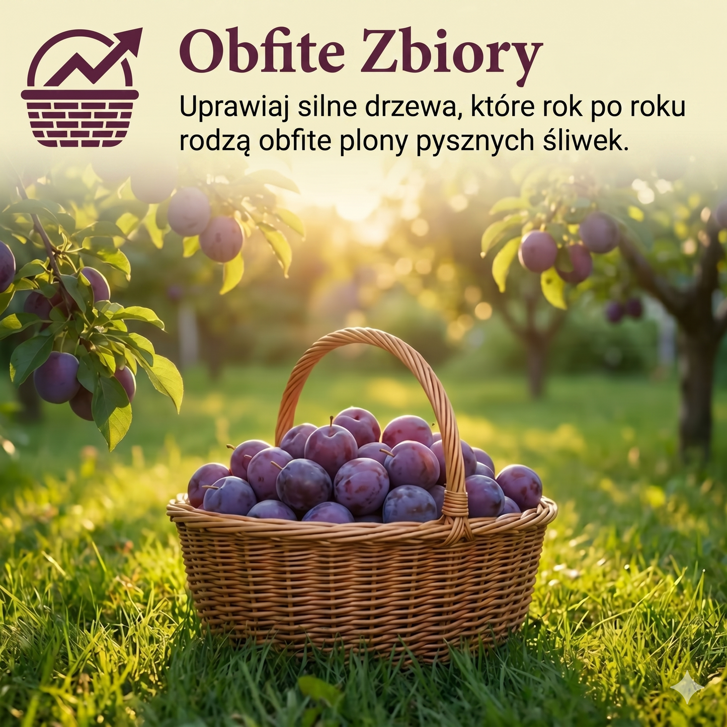 Mieszanka nasion śliwki - 100 nasion