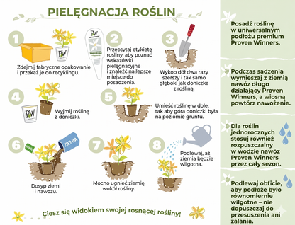 Organiczne nasiona jaśminu – 100 szt.