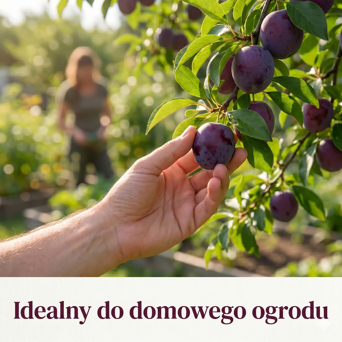 Mieszanka nasion śliwki - 100 nasion