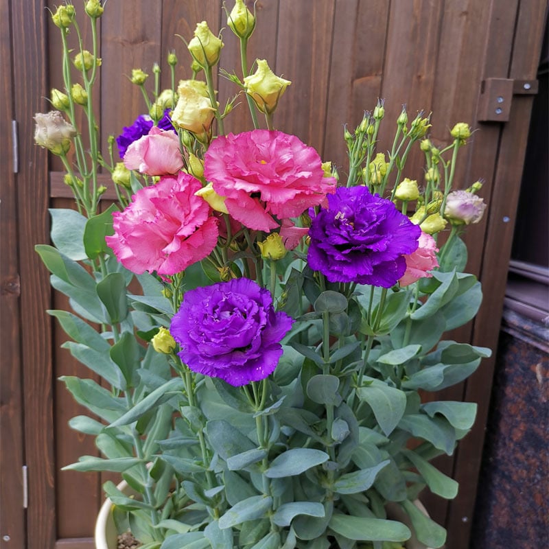 Nasiona eustomy bezkolcowej (100 szt.) 💐 Nasiona eustomy