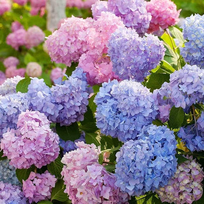 🌈 Hortensja – Mix kolorów nasion (60 szt.) | Piękna i mrozoodporna roślina wieloletnia