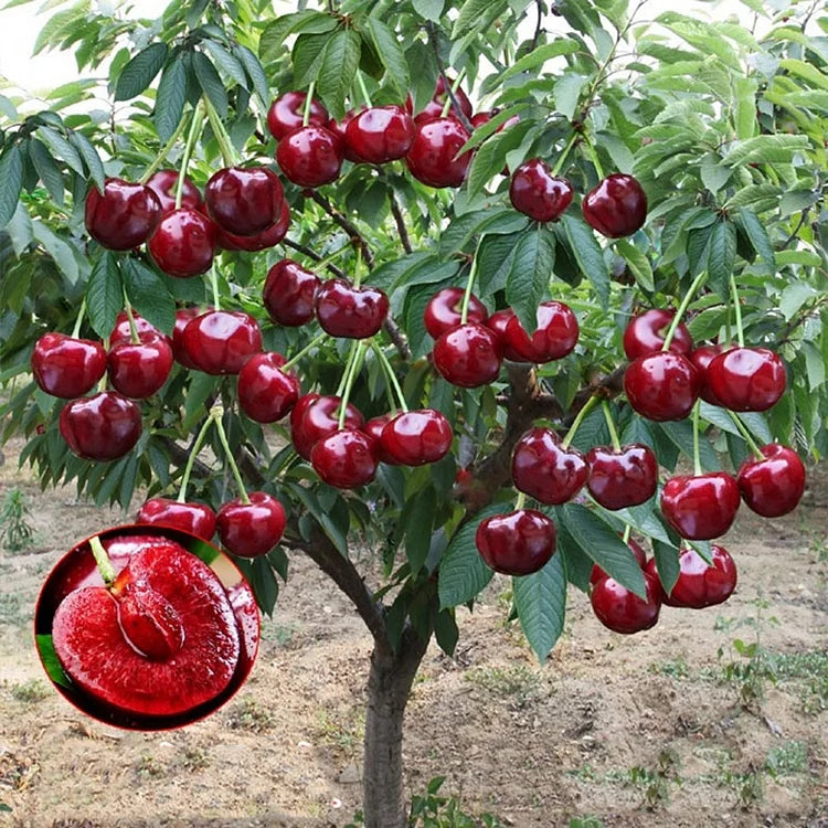Nasiona czereśni słodkiej (50 szt. – Bez GMO) 🌿 Możliwość sadzenia zimą