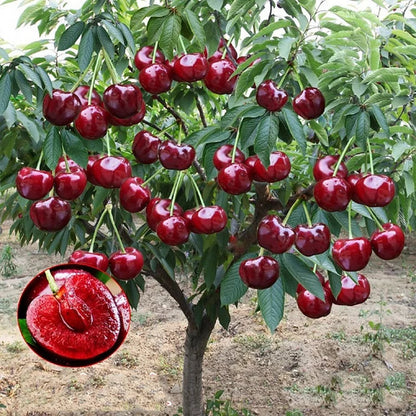 Nasiona czereśni słodkiej (50 szt. – Bez GMO) 🌿 Możliwość sadzenia zimą