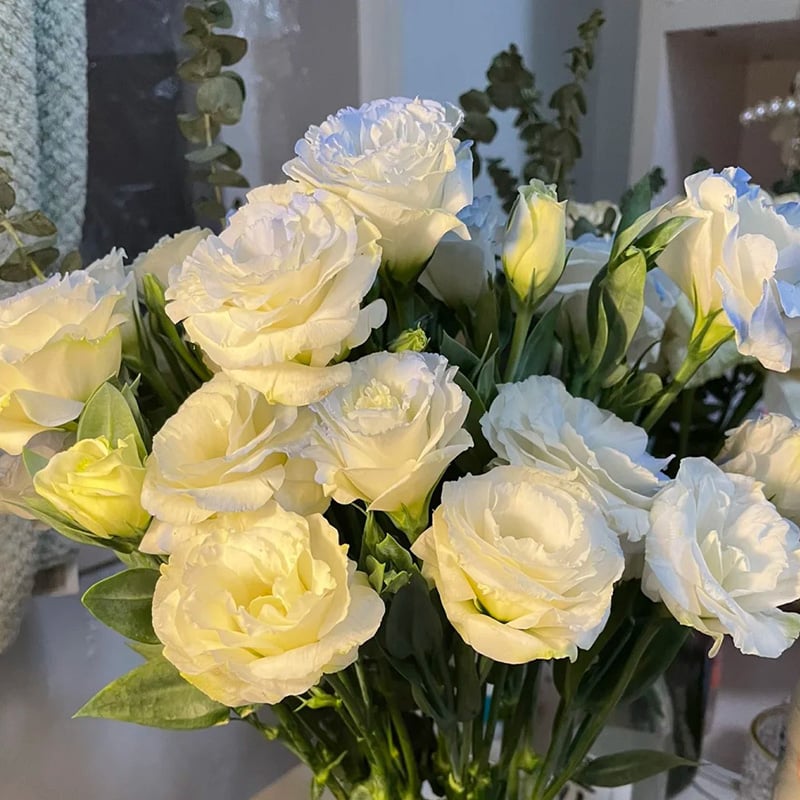 Nasiona eustomy bezkolcowej (100 szt.) 💐 Nasiona eustomy