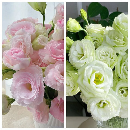 Nasiona eustomy bezkolcowej (100 szt.) 💐 Nasiona eustomy