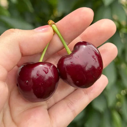 Nasiona czereśni słodkiej (50 szt. – Bez GMO) 🌿 Możliwość sadzenia zimą