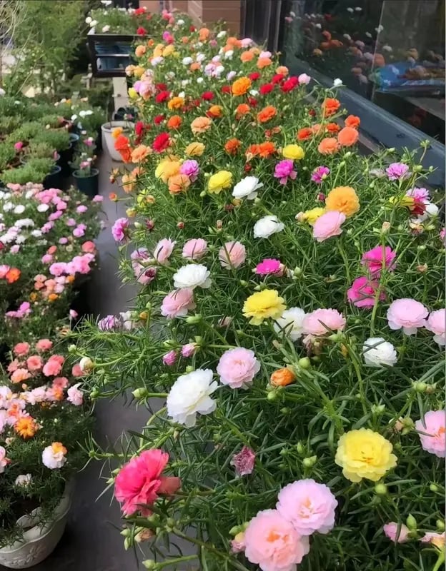🌸Mieszanka nasion róży mchowej (1000 nasion) – 🌿Portulaka/Róża słoneczna