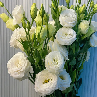 Nasiona eustomy bezkolcowej (100 szt.) 💐 Nasiona eustomy