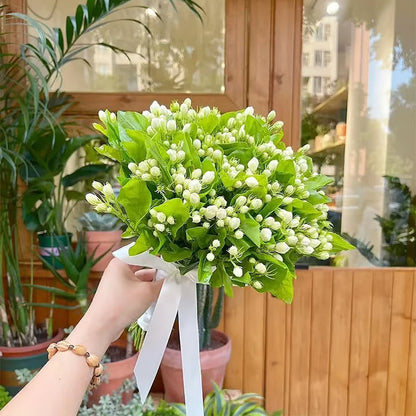 Organiczne nasiona jaśminu – 100 szt.