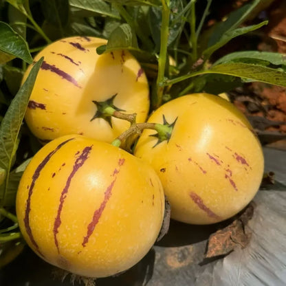 Mieszanka nasion melonów – 1000 nasion