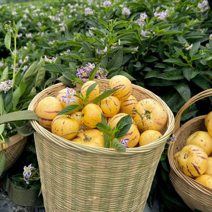 Mieszanka nasion melonów – 1000 nasion