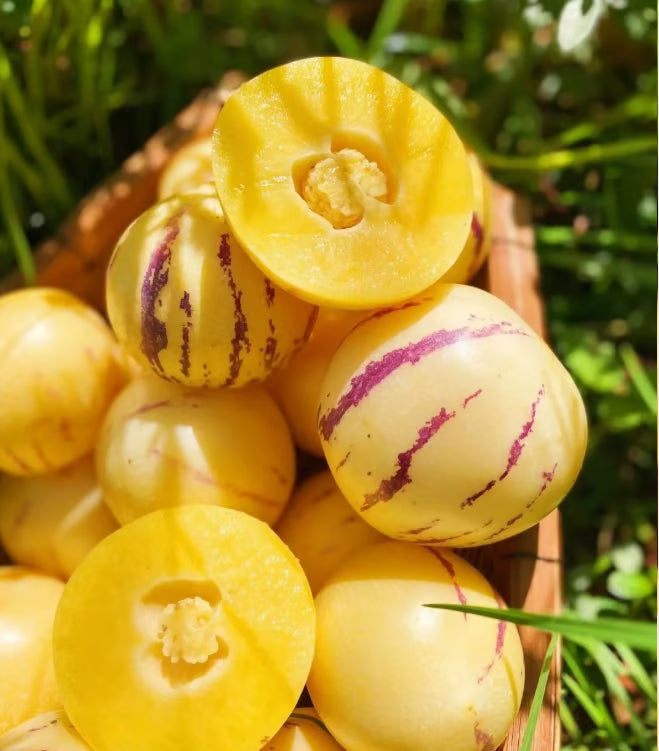 Mieszanka nasion melonów – 1000 nasion