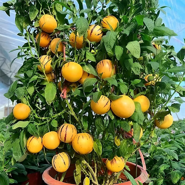 Mieszanka nasion melonów – 1000 nasion