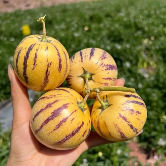 Mieszanka nasion melonów – 1000 nasion